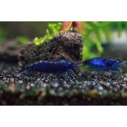 Neocaridina Heterodopa var. Blue (Blue Dream) WF.