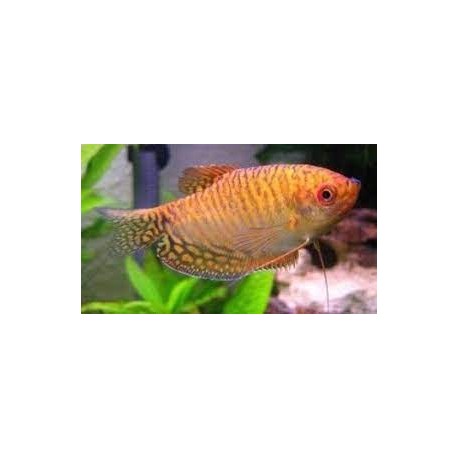 Gourami Dorado