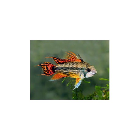 Apistogramma Cacatuoide