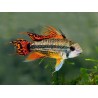 Apistogramma Cacatuoide