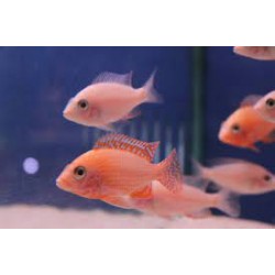 Aulononcara Firefish 4 -4,5cm (WF)