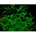 Hygrophila Salicifolia (WF)