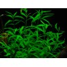 Hygrophila Salicifolia (WF)