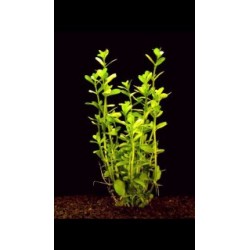 Bacopa Monierii (WF)