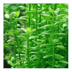 Bacopa Monierii (WF)