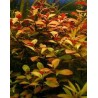 Ludwigia Palustris (WF)