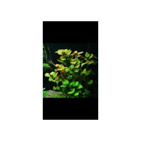 Ludwigia Palustris (WF)