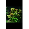 Ludwigia Palustris (WF)