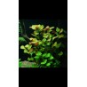 Ludwigia Palustris (WF)