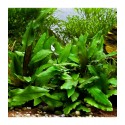 cryptocoryne wendtii green