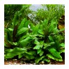 cryptocoryne wendtii green