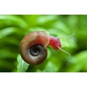 Caracol Planorbis