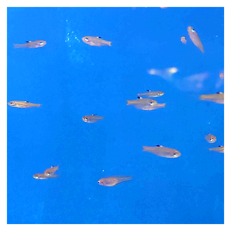 Rasbora dorsiocellata.