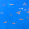 Rasbora dorsiocellata.