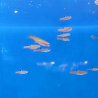 Rasbora dorsiocellata.