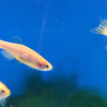 Danio Cebrita Gold - Danio rerio.