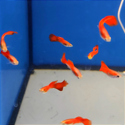 Guppy full red MACHO-...