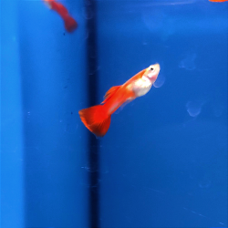 Guppy full red MACHO- Poecilia reticulata.