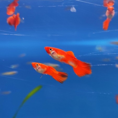 Guppy koi MACHO- Poecilia reticulata.