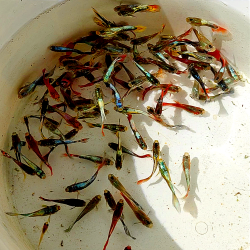 Guppy Surtido Macho - Poecilia reticulata.