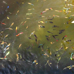 Guppy Surtido Macho - Poecilia reticulata.