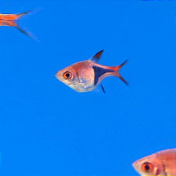 Rasbora arlequín - Trigonostigma heteromorpha.