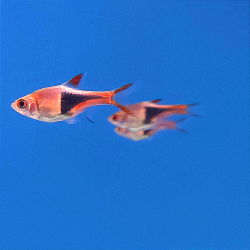 Rasbora arlequín - Trigonostigma heteromorpha.