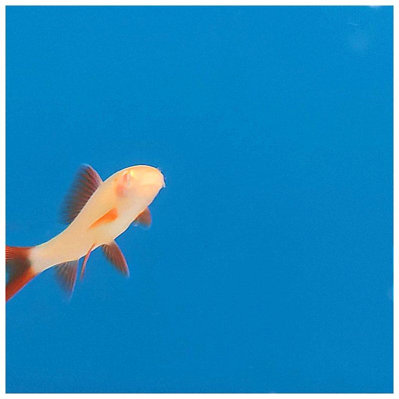 Tiburon arcoiris albino - Labeo frenatum.