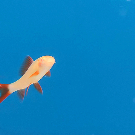 Tiburon arcoiris albino - Labeo frenatum.