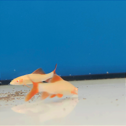 Tiburon arcoiris albino - Labeo frenatum.