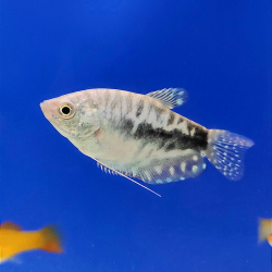 Gourami Opalino