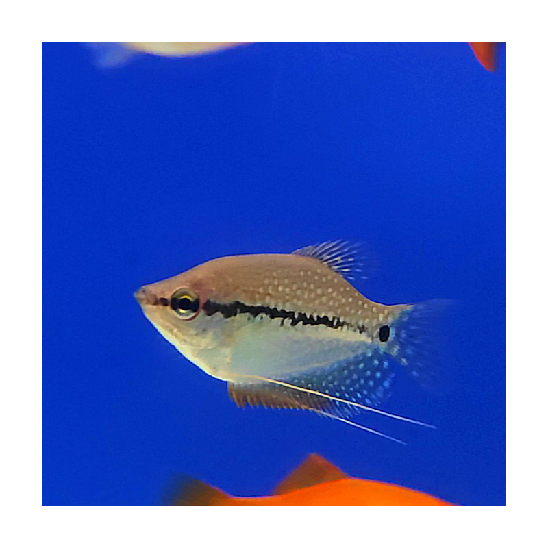 Gourami Perla