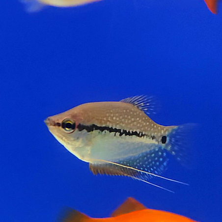 Gourami Perla