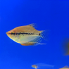 Gourami Perla