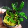 Bucephalandra Lamandau