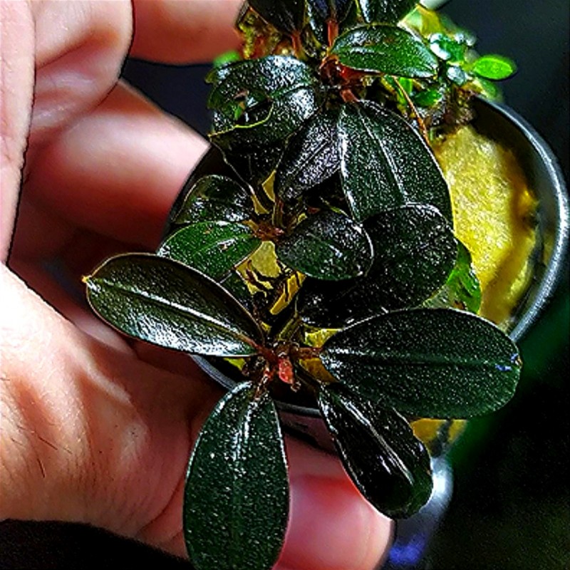 Bucephalandra kedagang