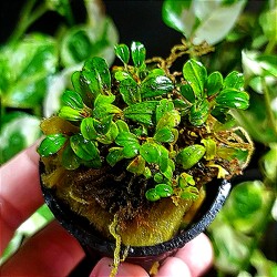 Bucephalandra Mini venus