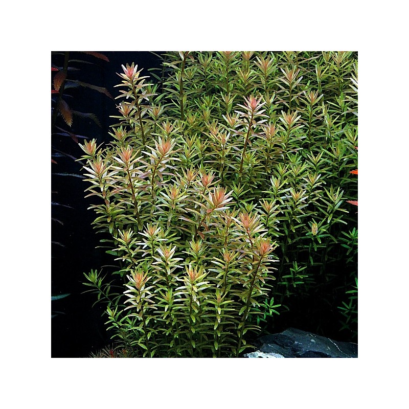 Rotala Rotundifolia