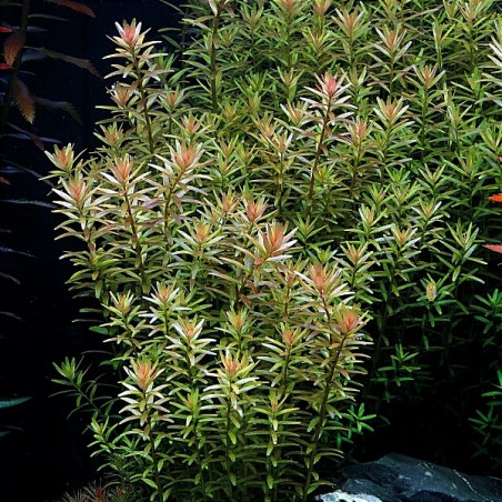 Rotala Rotundifolia