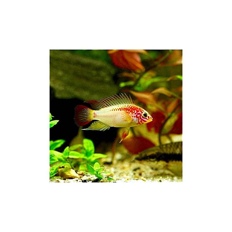 Apistogramma Viejita Gold