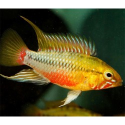 Apistogramma Hongsloi