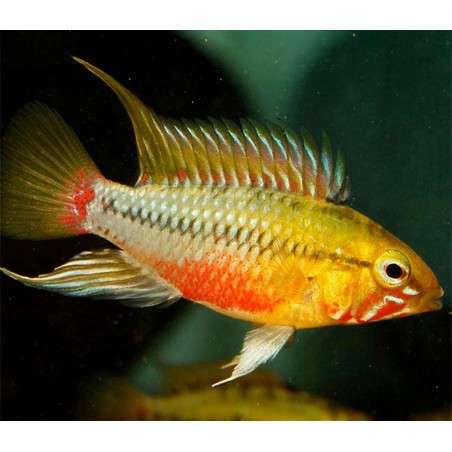 Apistogramma Hongsloi