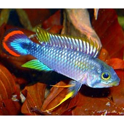 Apistogramma Pandurini