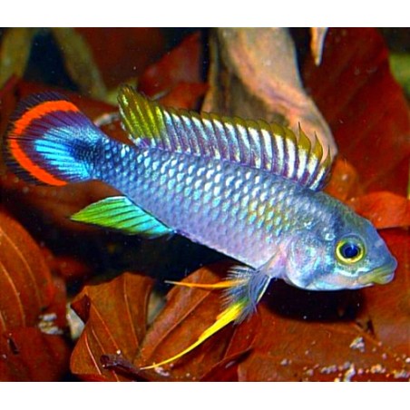 Apistogramma Pandurini