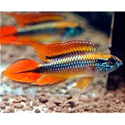 Apistogramma Agassizii