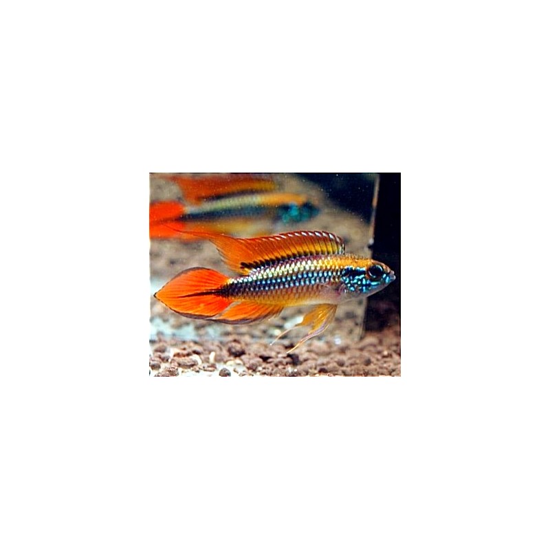 Apistogramma Agassizii