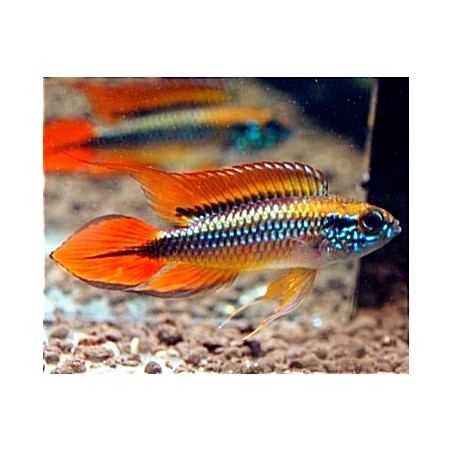 Apistogramma Agassizii