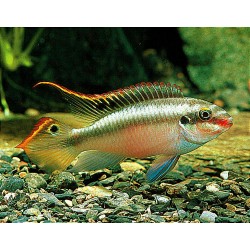 Kribensis - Pelvicachromis...