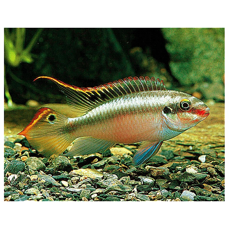 Kribensis - Pelvicachromis pulcher