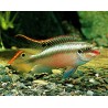 Kribensis - Pelvicachromis pulcher